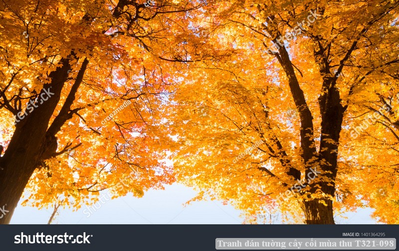 Tranh dán tường cây cối mùa thu T321-098